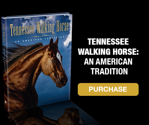 tennessee walking horse for sale in alabama